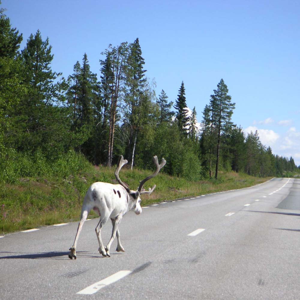 En ren springer på en väg